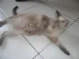 Amora
