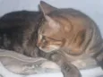Griselda