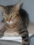 Griselda