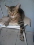 Griselda