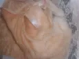 Shayene