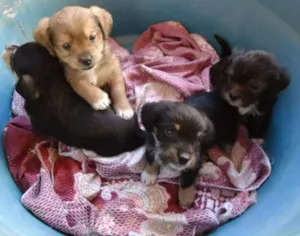 Cachorro raça Mix idade Abaixo de 2 meses nome Lindos Novinhos