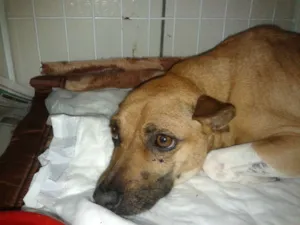Cachorro raça  idade 2 anos nome Menina