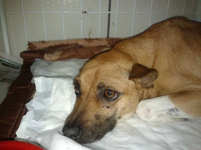 Cachorro raça  idade 2 anos nome Menina