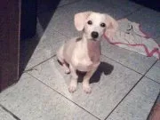 Cachorro raça SRD idade 1 ano nome Fofinho GRATIFICA