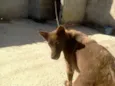 Fiona