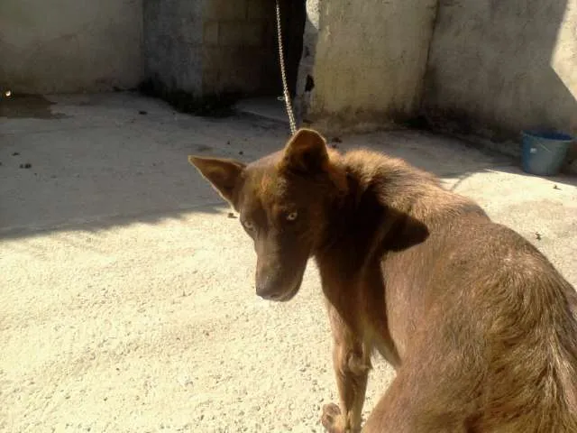 Cachorro ra a pastor com vira-lata idade 2 anos nome Fiona
