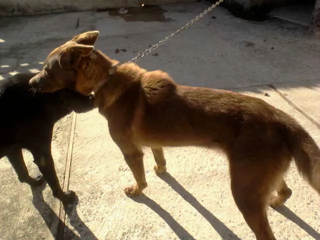 Cachorro ra a pastor com vira-lata idade 2 anos nome Fiona