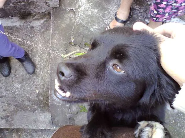 Cachorro ra a SRD idade 3 anos nome Batmam