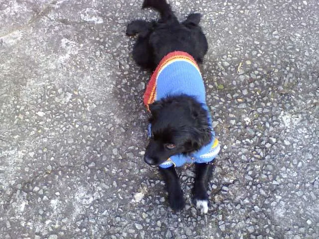 Cachorro ra a SRD idade 3 anos nome Batmam