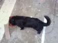 Batmam