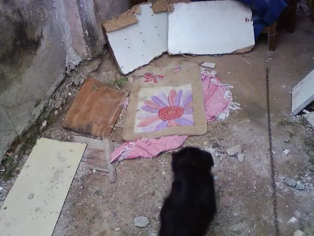 Cachorro ra a SRD idade 3 anos nome Batmam