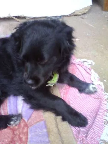 Cachorro ra a SRD idade 3 anos nome Batmam