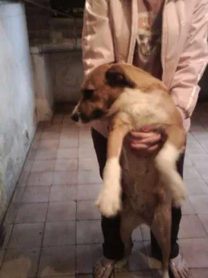 Cachorro raça SRD idade 2 anos nome Menina