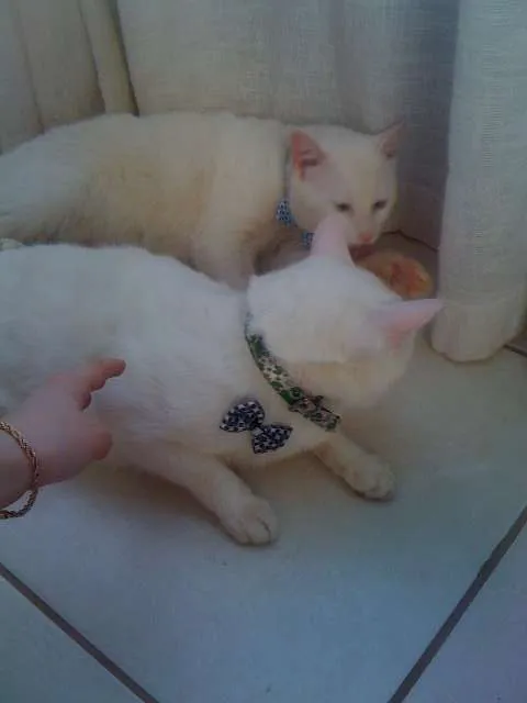 Gato ra a SRD idade 2 a 6 meses nome tico e teco