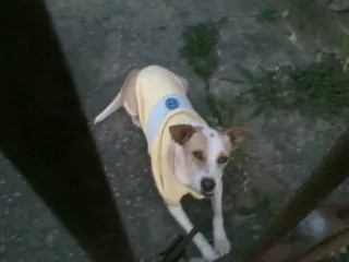 Cachorro ra a srd idade 2 anos nome Gaya