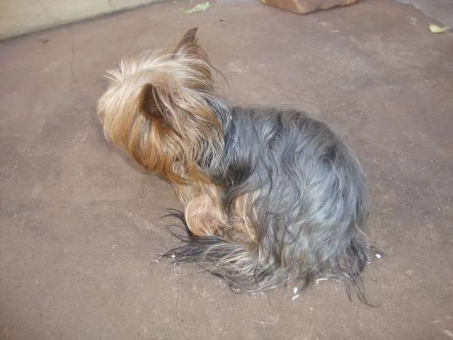 Cachorro ra a yorkshire idade  nome ENCONTRADO