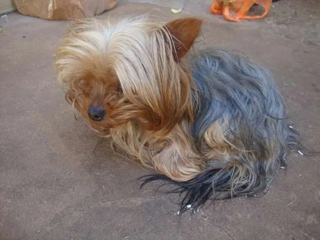 Cachorro ra a yorkshire idade  nome ENCONTRADO