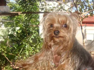 Cachorro raça yorkshire idade  nome ENCONTRADO