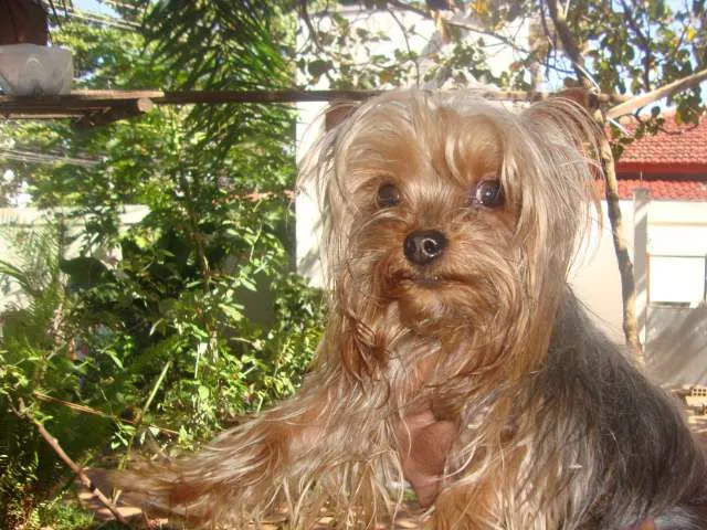 Cachorro ra a yorkshire idade  nome ENCONTRADO