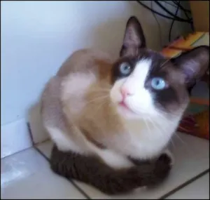 Gato raça Siamês-Mix idade 7 a 11 meses nome Rick