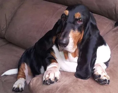 Cachorro raça Basset Hound idade 6 ou mais anos nome LOLA GRATIFICA