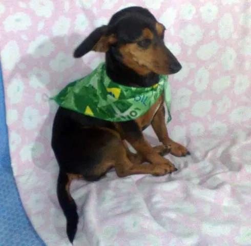 Cachorro ra a Linguicinha idade 1 ano nome Gabi