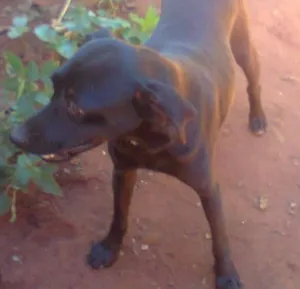 Cachorro raça SRD idade 3 anos nome Negão CASTRADO