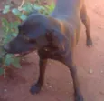Negão CASTRADO