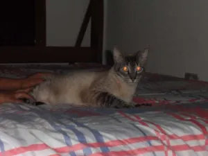 Gato raça indefinida idade 2 anos nome Samanta