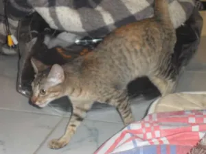 Gato raça indefinida idade 2 a 6 meses nome Lince