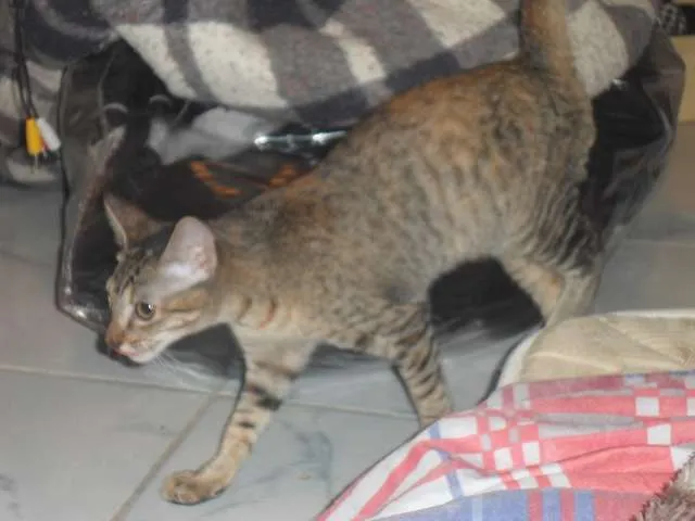Gato ra a indefinida idade 2 a 6 meses nome Lince