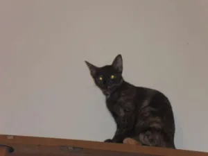 Gato raça indefinida idade 2 a 6 meses nome Neguinha