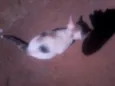 Cloninho e branquinha