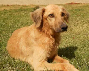 Cachorro raça SRD idade 2 anos nome Bethoven