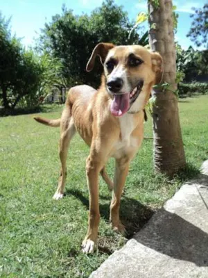 Cachorro raça SRD idade 2 anos nome Lavigne