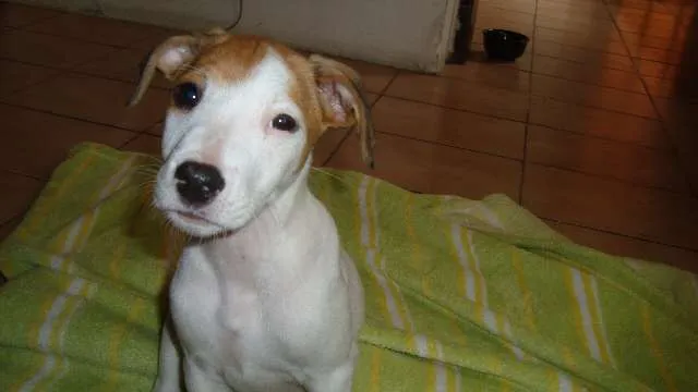 Cachorro ra a SRD idade 2 a 6 meses nome Rita