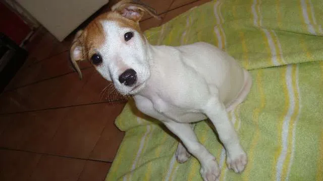 Cachorro ra a SRD idade 2 a 6 meses nome Rita