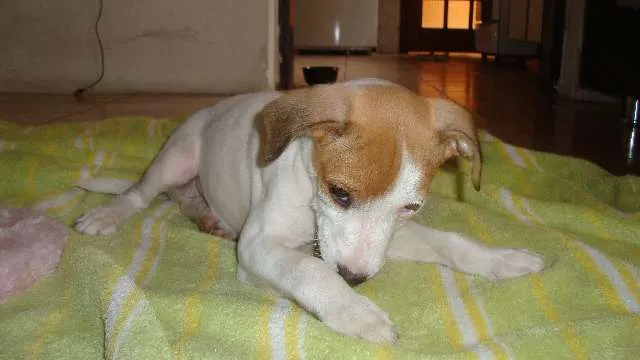 Cachorro ra a SRD idade 2 a 6 meses nome Rita