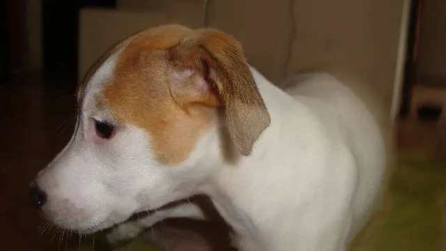 Cachorro ra a SRD idade 2 a 6 meses nome Rita