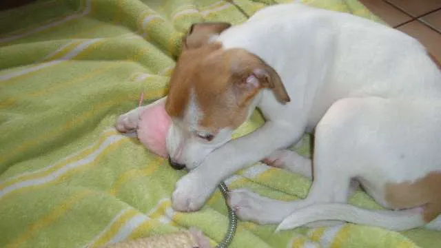 Cachorro ra a SRD idade 2 a 6 meses nome Rita