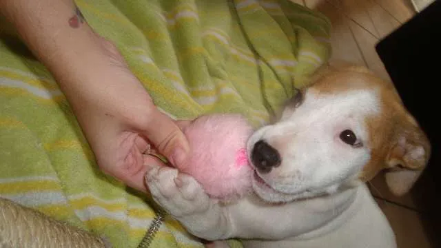 Cachorro ra a SRD idade 2 a 6 meses nome Rita