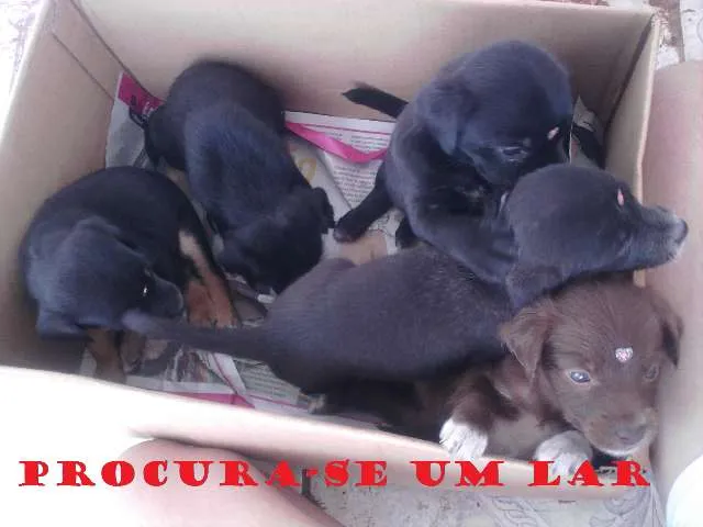 Cachorro ra a VIRA-LATA RACIADO idade 2 a 6 meses nome FOFINHAS