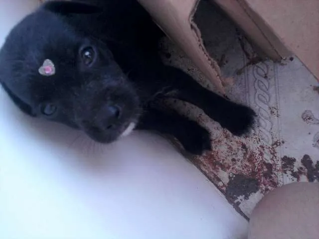 Cachorro ra a VIRA-LATA RACIADO idade 2 a 6 meses nome FOFINHAS