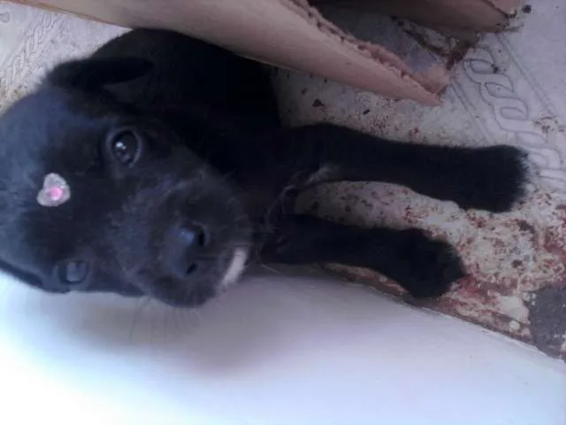 Cachorro ra a VIRA-LATA RACIADO idade 2 a 6 meses nome FOFINHAS