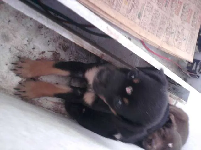 Cachorro ra a VIRA-LATA RACIADO idade 2 a 6 meses nome FOFINHAS