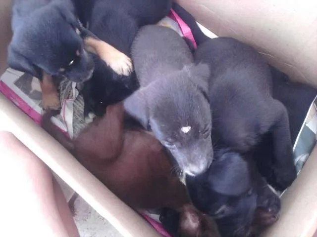 Cachorro ra a VIRA-LATA RACIADO idade 2 a 6 meses nome FOFINHAS