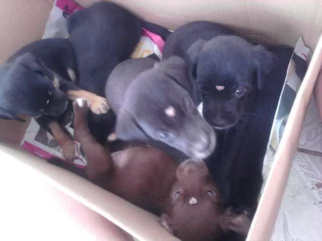 Cachorro ra a VIRA-LATA RACIADO idade 2 a 6 meses nome FOFINHAS