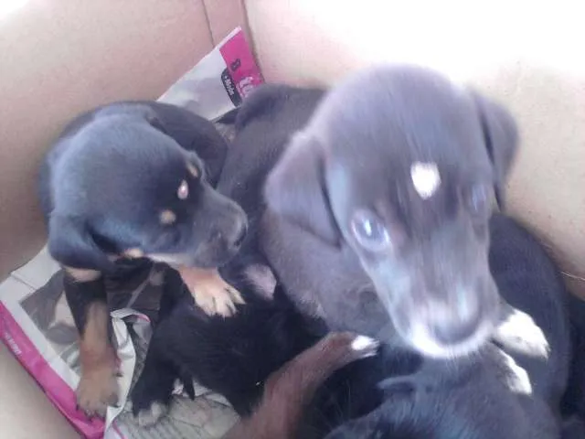 Cachorro ra a VIRA-LATA RACIADO idade 2 a 6 meses nome FOFINHAS