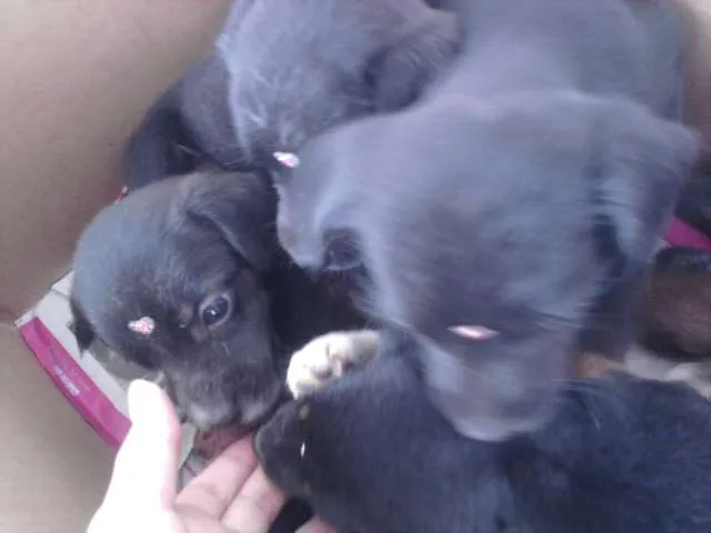 Cachorro ra a VIRA-LATA RACIADO idade 2 a 6 meses nome FOFINHAS